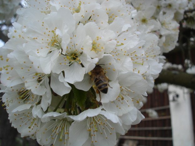Přednáška o včelách -Těžký život včel a jak jim můžeme ulevit - 14.2. 2024 od 17:00