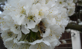 Přednáška o včelách -Těžký život včel a jak jim můžeme ulevit - 14.2. 2024 od 17:00